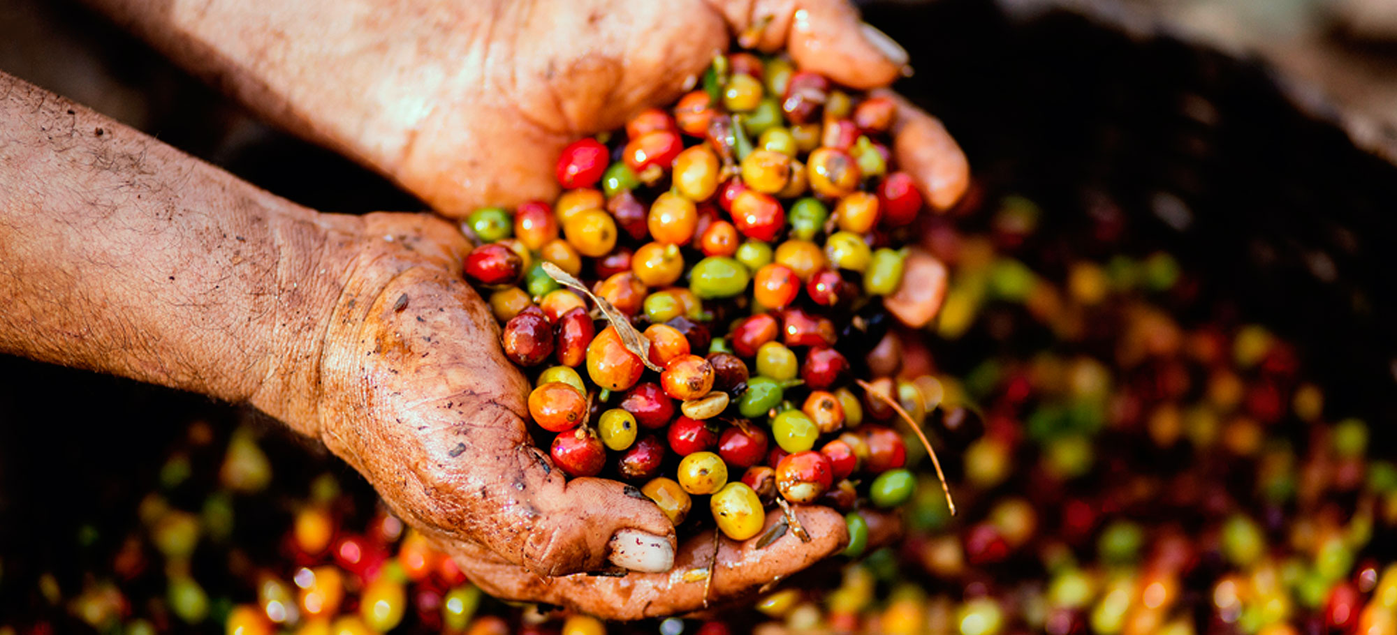 El Café Peruano Desplaza a la Palta como Producto de Agroexportación en Ascenso