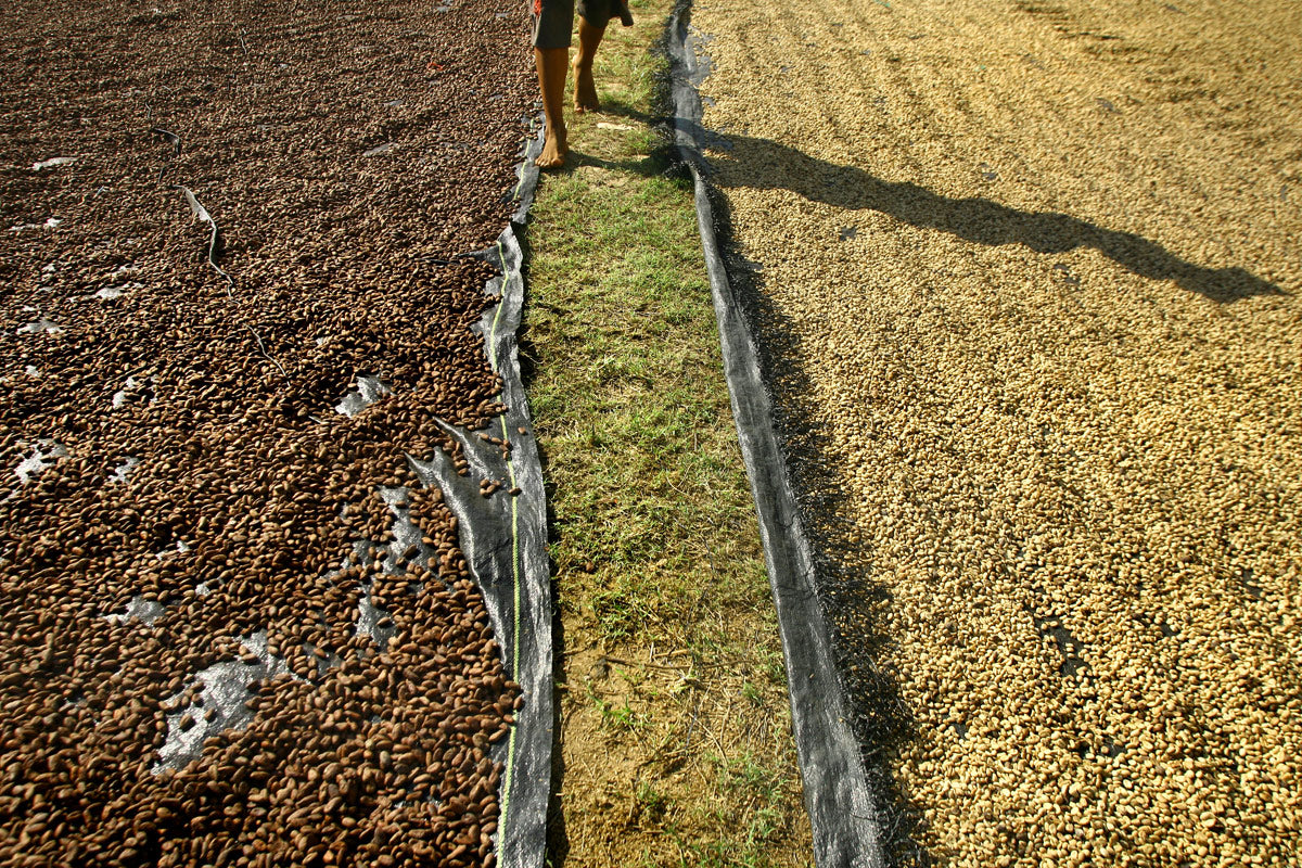 Procesamiento de café